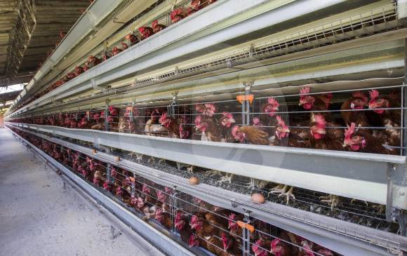 El año pasado el país produjo 1,73 millones de toneladas de pollo, un 2,6 % más que las 1,68 millones de toneladas producidas durante el 2016, según cifras del Dane. FOTO Jaime Pérez