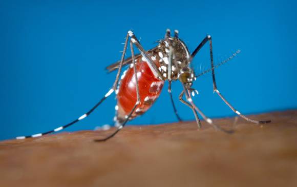 Usar la radiación nuclear para eliminar o al menos reducir la población del mosquito que transmite el virus del Zika será uno de los temas centrales que el director general del OIEA. FOTO ARCCHIVO