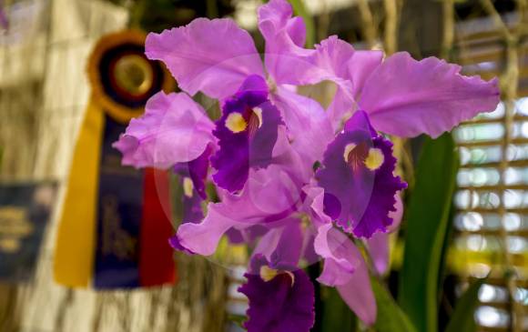 El cultivo de la cattleya antioqueña es sencillo. Se siembra en canastas o tiestos. Uno de los propósitos del Salón es promover su cuidado. FOTO Juan Antonio Sánchez