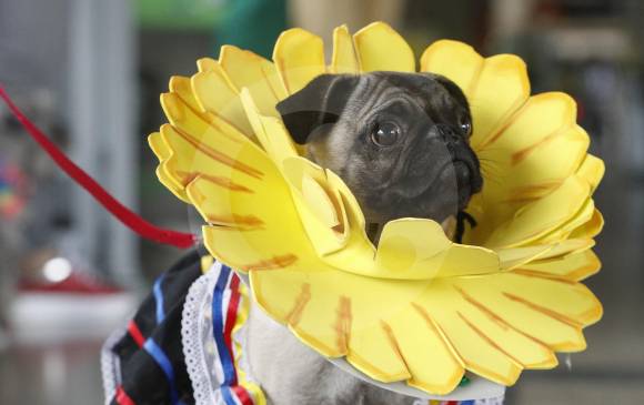 A este pug lo disfrazaron de girasol para el evento.