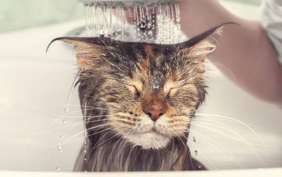 Dicen los especialistas que los gatos no necesitan baños cosméticos. Otros aseguran que se pueden espaciar pero si es importante. Foto Sstock