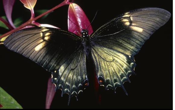 Mariposa Heraclides androgeus epidaurus, descrita en1890. Otra de las bellezas del libro. FOTO Cortesía Villegas Editores