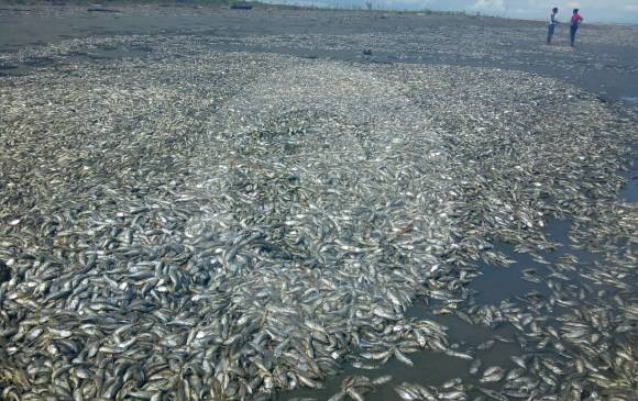 Son cerca de tres toneladas de peces muertos. FOTO CORTESÍA