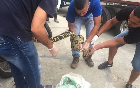 Funcionarios de la Umata (Unidades Municipales de Asistencia Técnica Agropecuaria) socorrieron al animal. FOTO CORTESÍA