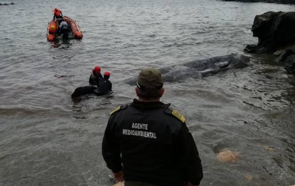 Rescate del cachalote muerto por ingestión de plástico. Foto Comunidad de la Región de Murcia
