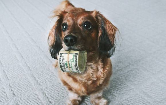 Los perros son listos, inteligentes, pero estudio dice que nada del otro mundo. Foto Ota