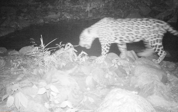 Cámaras trampa logran registro de varios jaguares
