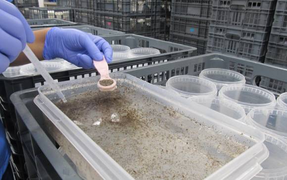 El único insectario que produce mosquitos contra el dengue en Colombia está en Antioquia. Foto: Jaime Pérez Munévar El único insectario que produce mosquitos contra el dengue en Colombia está en Antioquia. Foto: Jaime Pérez Munévar