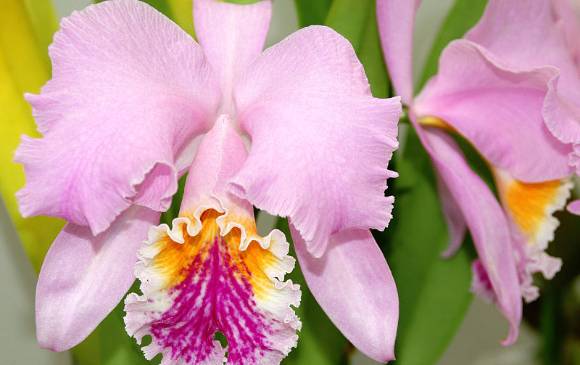 que significa la orquidea en el escudo de colombia