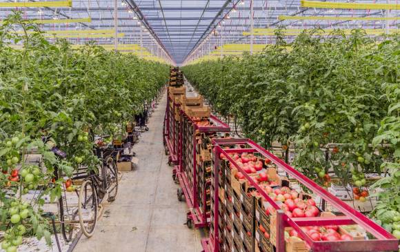 El cultivo de tomate con altos estándares de tecnificación y calidad, que es hoy un producto insignia de Holana, es la muestra de cómo se puede mejorar la producción en el país. FOTO Luca Locatelli