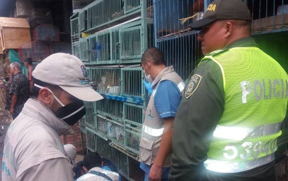 La semana anterior, en un operativo conjunto de la Alcaldía y la Policía, se decomisaron varios animales maltratados y se cerró un matadero ilegal de aves. FOTO cortesía alcaldía de medellín