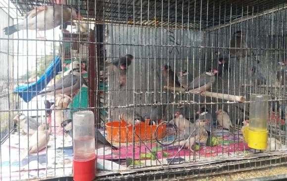 Piden que se construya módulo de fauna en la Plaza Minorista de Medellín