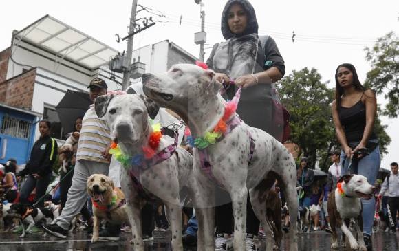 Los pitbull hermanos fueron con collar de flores. FOTOS Manuel Saldarriaga