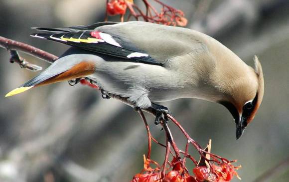 Este individuo, un bombicílido, es de una especie que tiene una predilección por las cerezas. Foto Wikipedia