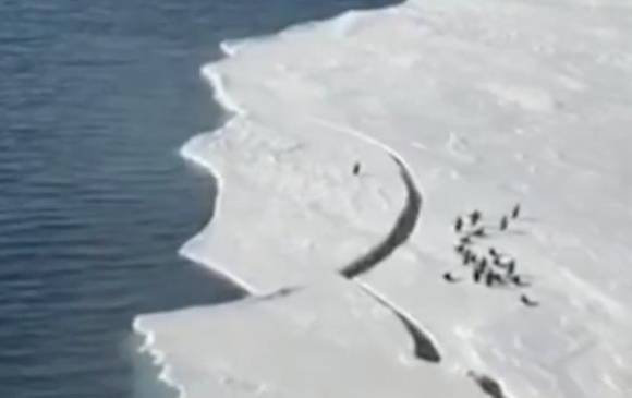 El hielo se rompre y el pingüino queda atrás de su manada. FOTO Tomada del video @unilad