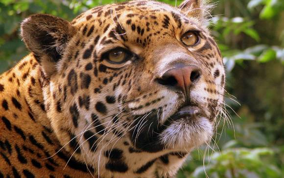 ¿Qué hacer para salvar el jaguar en el país?