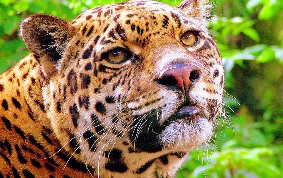 ¿Qué hacer para salvar el jaguar en el país?