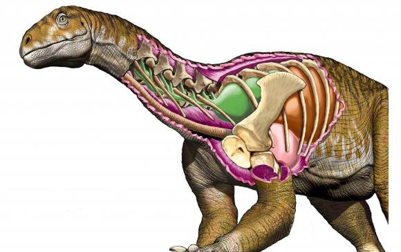 Reconstrucción de Ingentia prima en la que se ve su avanzado sistema respiratorio aviano con desarrollados sacos aéreos cervicales (estructura verde). Pulmones (rojo), sacos aéreos claviculares (azul) y torácicos anteriores (amarillo). / Jorge A. Gonzá