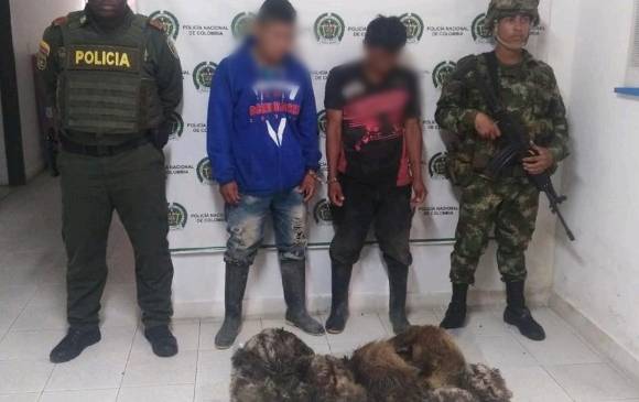 Dos hombres fueron capturados en Belén de Bajirá por posesión ilegal de nueve osos perezosos. FOTO CORTESÍA POLICÍA
