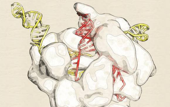 Chinos crearon la plataforma CRISPR Cas12b, que ofrece mejores capacidades y opciones para la medicina. ILUSTRACIÓN SSTOCK