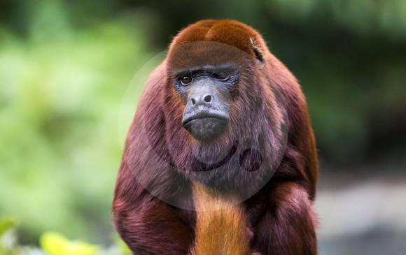 Esto Es Lo Que Pasa Con Los Animales Silvestres Rescatados En