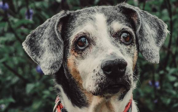 Fiona está próxima a cumplir 16 años y hay que cuidar su zona lumbo-sacra. FOTO Cortesía Instagram @Paws.and.memories