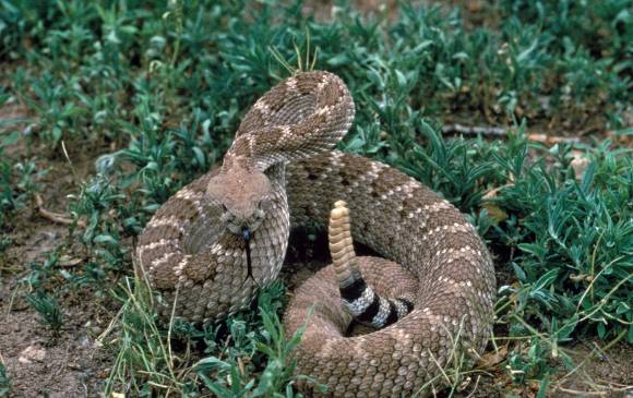 Una serpiente cascabel, como la que fue decapitada. Foto United States Fish and Wildlife Service