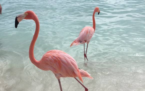Un recorrido por Aruba y su belleza singular