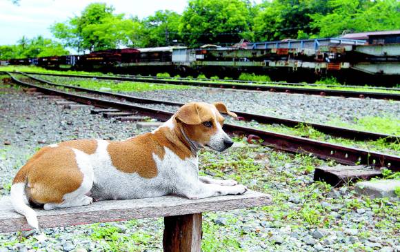 No lo dude: perro viejo, sí aprende