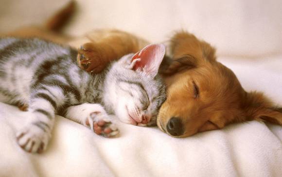 Estudio sugiere parabenos enferman a gatos y perros. Foto Kitty-Green