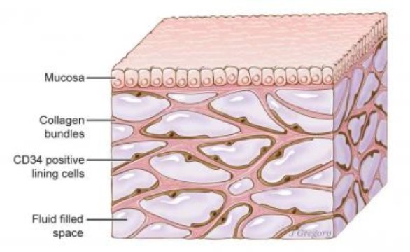 Hallaron otro órgano en el cuerpo humano? Hallaron otro órgano en el cuerpo humano?