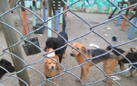 Afortunadamente la inundación no dejó personas ni animales afectados. FOTOS BOMBEROS SAN PEDRO DE LOS MILAGROS