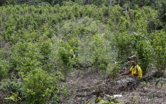 El programa Pisda es otra de las estrategias gubernamentales para reducir los cultivos de uso ilícito en el país que, según la ONU, en 2019 fueron de 154.475 hectáreas. FOTO Manuel saldarriaga