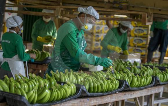 Se calcula que la agroindustria bananera en Colombia es fuente de generación de empleo con más de 35.000 trabajadores directos y 130.000 indirectos. FOTO Juan Antonio Sánchez