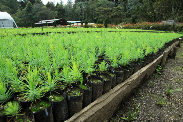 Vivero Piedras Blancas en el municipio de Guarne, de donde saldrán parte de las plántulas para entregar al Área Metropolitana. FOTO: CORTESÍA EPM