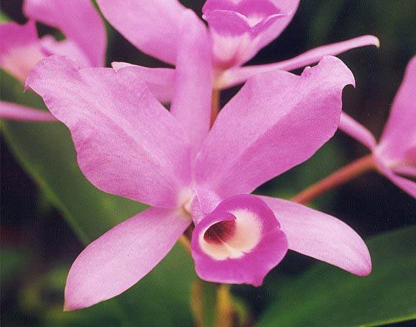 Las flores identifican a los países, aquí le contamos cuál es cuál Las flores identifican a los países, aquí le contamos cuál es cuál