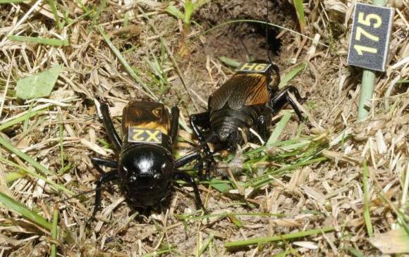 Se ha pensado que los insectos no envejecen, sino que simplemente mueren. El estudio con grillos Gryllus campestris (foto) muestra que sí sufren un proceso degenerativo. FOTO G. San Martín