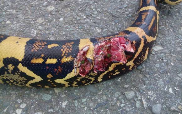 La herida puso en peligro la vida del animal. FOTO CORTESÍA La herida puso en peligro la vida del animal. FOTO CORTESÍA