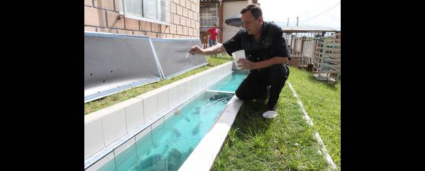 Peces "made in" Medellín | Robinson Sáenz | El estanque solo lo destapan una hora al día para alimentar los peces. Lo mantienen cubierto porque al exceso de sol prolifera el crecimiento de un alga verde que puede ser perjudicial para los animales, además las tapas conservan el agua a la temperatura adecuada.
