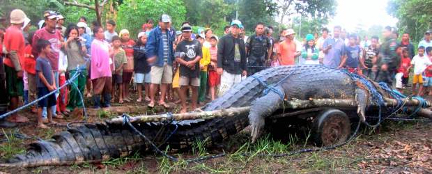 A 21 foot crocodile lay dead on a trailer. Dozens of villagers stand in the background looking at it.