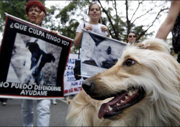Julio C&#233;sar Herrera - En esta ocasi&#243;n los manifestantes asistieron con sus perros y llevaron mensajes con los que rechazaron la crueldad contra los animales.