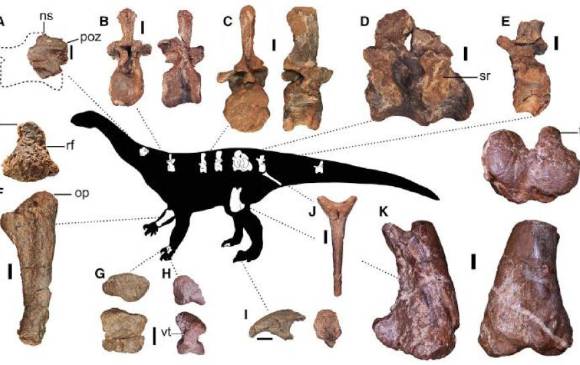 Piezas conservadas del recién descubierto dinosaurio, <i>Ledumahadi mafube. </i> Foto: University of the Witwatersrand