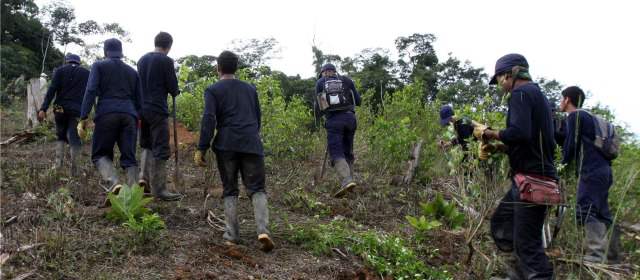 En el Paramillo, donde están las Farc, hay erradicación de hoja de coca | FOTO MANUEL SALDARRIAGA