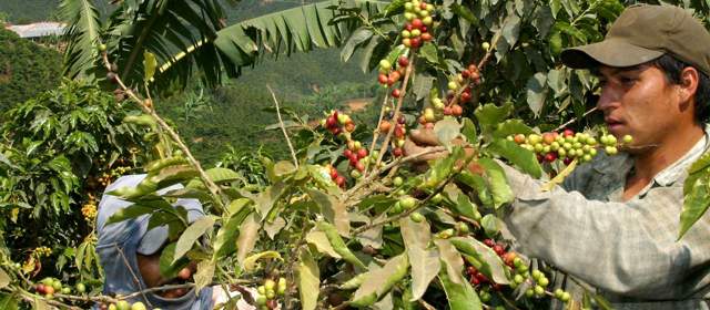 Cafeteros llegan a su Congreso con precio por carga de 2005 |