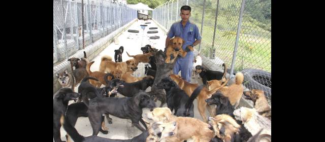 Medellín, ejemplo mundial en protección de animales | La Perla no es solo un refugio, es un hogar donde los animales reciben afecto. FOTO DONALDO ZULUAGA