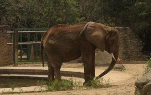 Ruperta llegó al zoológico a los seis años y al parecer pesa cuatro mil kilos. FOTO TOMADA DE TWITTER @RCamachoVzla