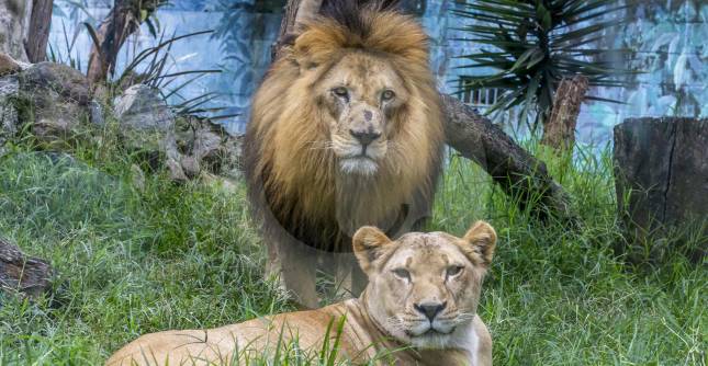 El zoológico alberga animales de 160 especies que fueron víctimas del tráfico ilegal y no pueden retornar a su hábitat FOTO Juan Antonio Sánchez