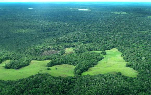 Corte ordenó al gobierno detener la deforestación en la Amazonía. Foto Instituto Sinchi