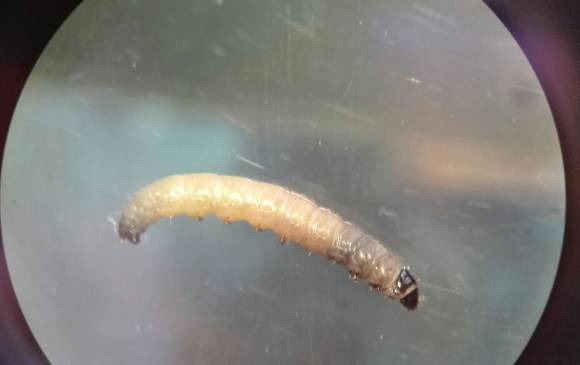 Un ejemplar de la plaga que afecta los frailejones de Las Baldías. Floto cortesía H. Moreno