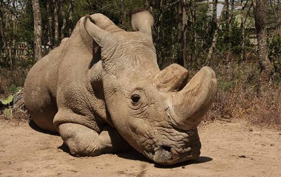 Sudán, el último macho de los rinocerontes blancos, agoniza. Foto Ol Pejeta/Facebook